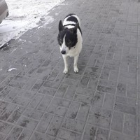 Найдена собака\пёс, окрас черно-белый