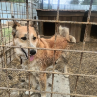 Найдено:  собака собака