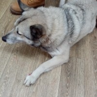 Найдена собака, окрас светло-серый
