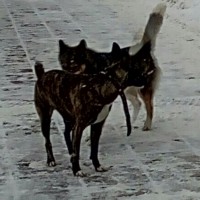 Найдены 3 собаки