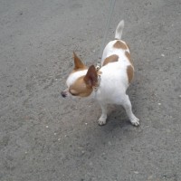 Найдена собака, порода Чихуахуа, окрас бело-рыжий