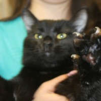 В добрые руки кошка цвет черный