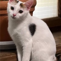 Потерялся котёнок