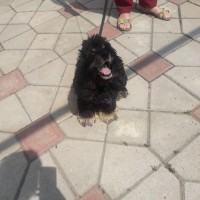 Найдена собака, порода американский кокер спаниель, окрас черно-рыжий
