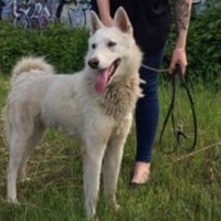 Пропала собака, порода западно-сибирской лайки, окрас белый
