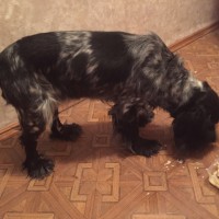 Найдена собака, порода русский спаниель