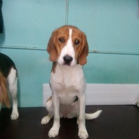 Потерялась собака эстонская гончая