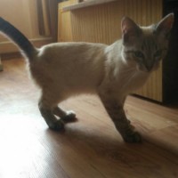Найдена кошка, порода сиамская