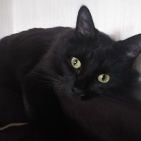 Пропал кот, окрас черный с белым пятнышком на грудке