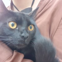 Черная кошка с жёлтыми глазами