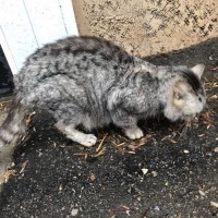 Найден кот, окрас серый, полосатый