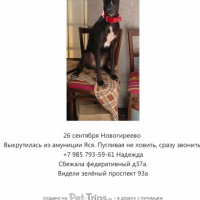 Потеряно:  собака