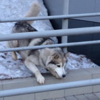 Найдена собака, порода хаски, окрас серо-белый