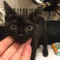 Найден котёнок, окрас черный