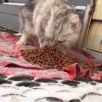 Найдена кошка, порода шотландская, вислоухая