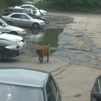 Найден пёс, окрас коричневый