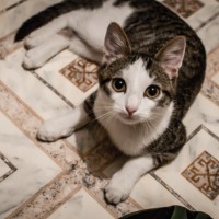 Потерян кот, окрас серо-белый с черными полосами