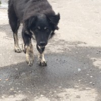 Найден щенок, окрас черный с белыми пятнами