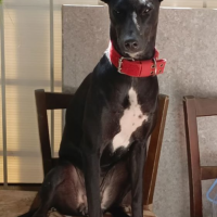 Потеряно:  яся девочка черная с белым галстуком фараоновую собаку