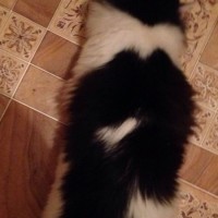 Пропал кот, окрас черно-белый