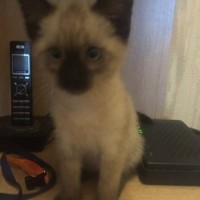 Найден котёнок, окрас сиамский