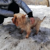 Найдена собака, порода йорк, окрас рыжий