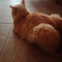 Найден кот, окрас рыже-белый