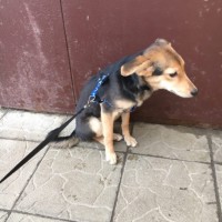 Найдена собака, окрас черно-рыжий с белыми пятнами
