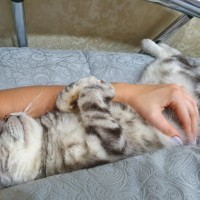В добрые руки, кот, окрас серый, полосатый