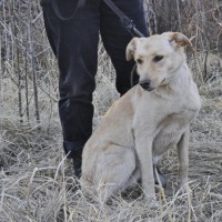 В добрые руки, собака, окрас светлый