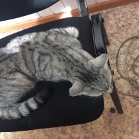 Найден кот, окрас серый, полосатый