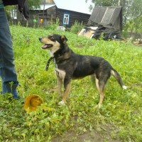 В добрые руки, собака, окрас трехцветный