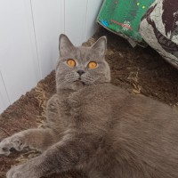 Потерялся кот, порода британский, окрас серый
