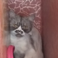 Найдена кошка, окрас бело-светло-серый