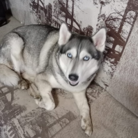 Потеряно:  собака собака