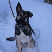 Лайка во двор