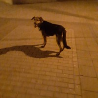 Найдена собака, окрас черно-рыжий