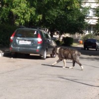 Найдена собака, порода алабай, окрас коричнево-белый