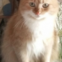 Потеряно:  кошка кошка