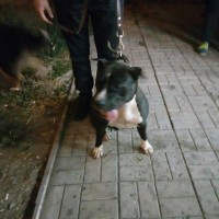 Найдена собака, порода стаффордширский терьер, окрас черно-белый