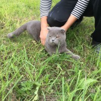 Найден кот, порода британский вислоухий, окрас дымчатый