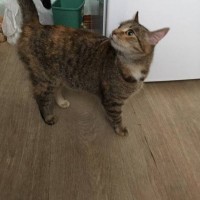 Найдена кошка, окрас рыже-серый
