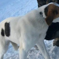Пропала собака, порода гончая пегая, окрас белый с черными и коричневыми пятнами