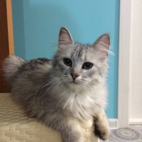 Найден котёнок, окрас серый, пушистый