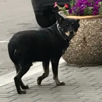 Найден пес, окрас черный