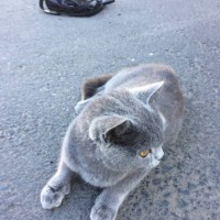 Найдена кошка, порода британская, окрас дымчатый