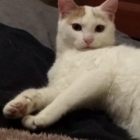 Потерялась кошка, окрас белый с рыжим ушком и хвостом
