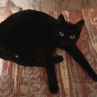 Пропал кот, окрас черный