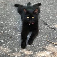 Пропала кошка, окрас черный