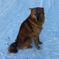 Пропала собака, порода карело-финская лайка, окрас рыжий